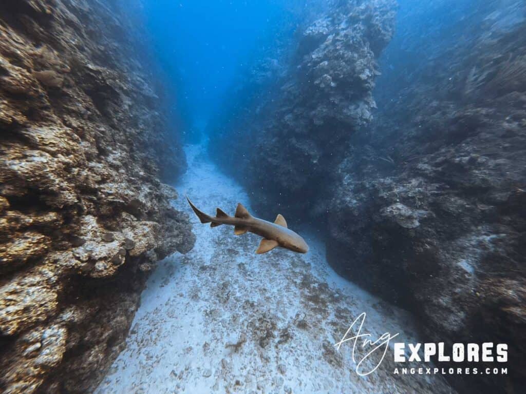nurse shark ambergris caye belize