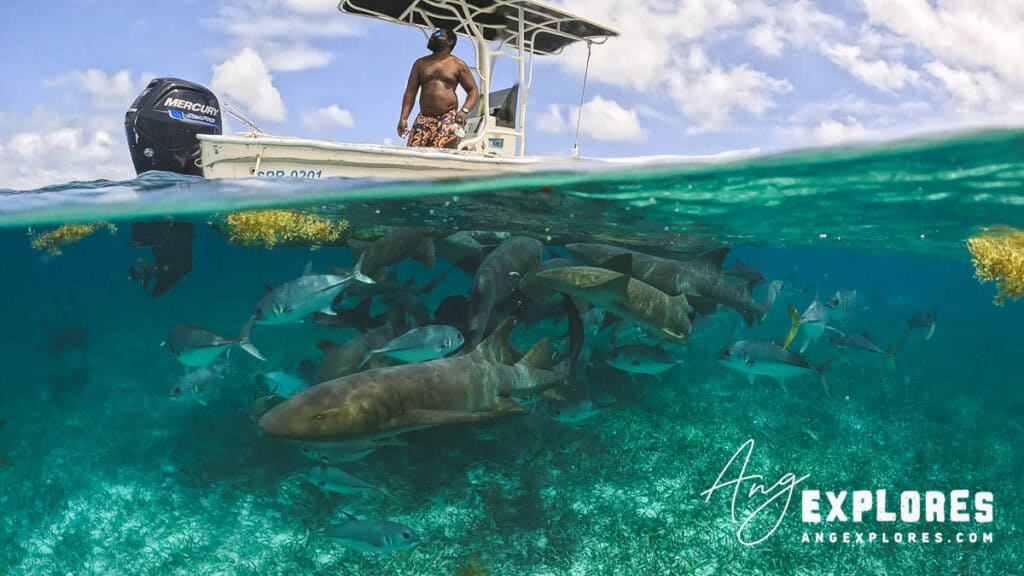 nurse sharks at shark ray alley, belize