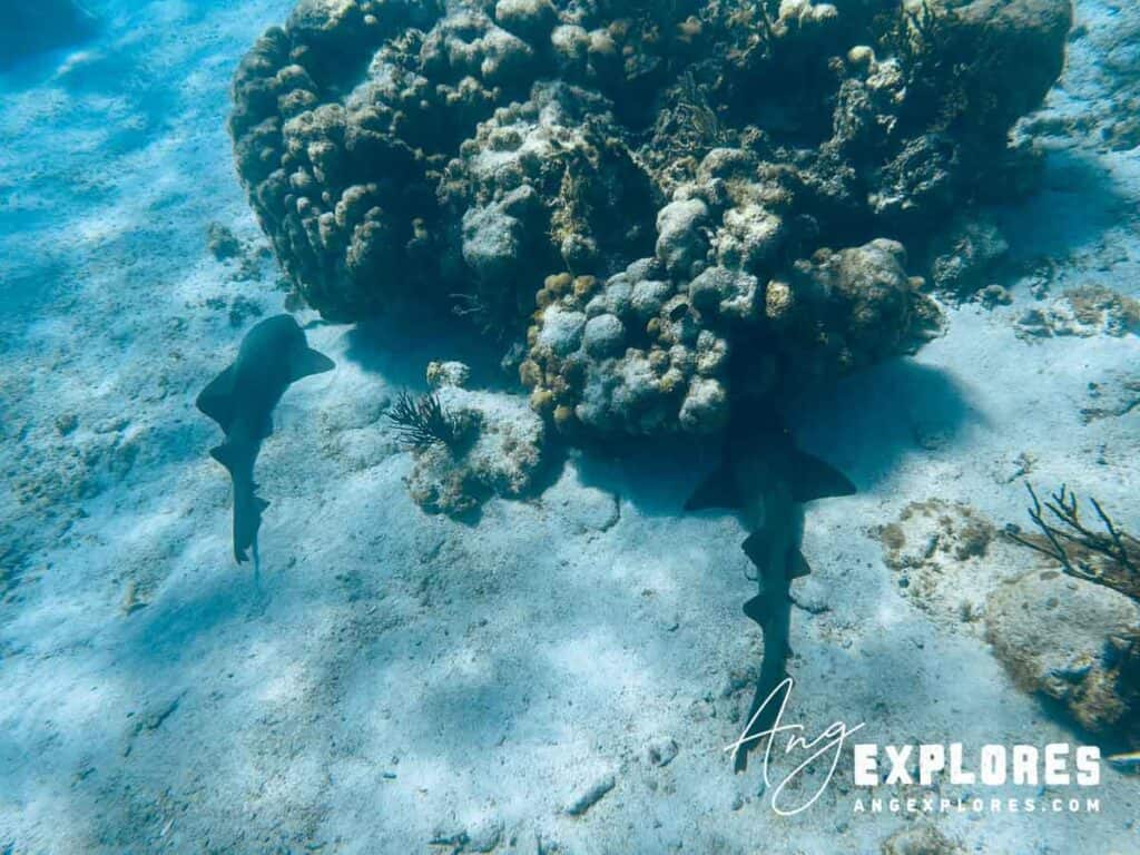 nurse sharks resting in the sand at hol chan