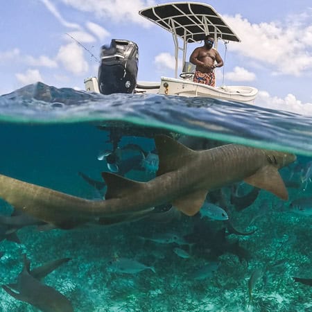 nurse sharks shark ray alley belize