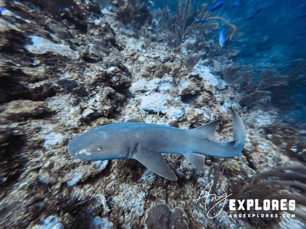 nurse shark, belize