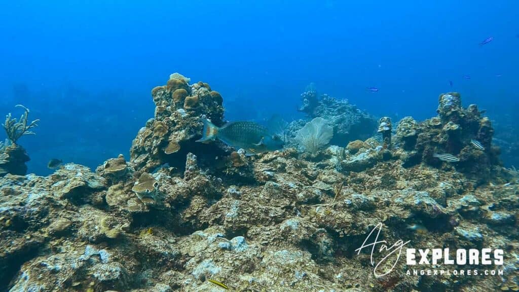 parrotfish belize