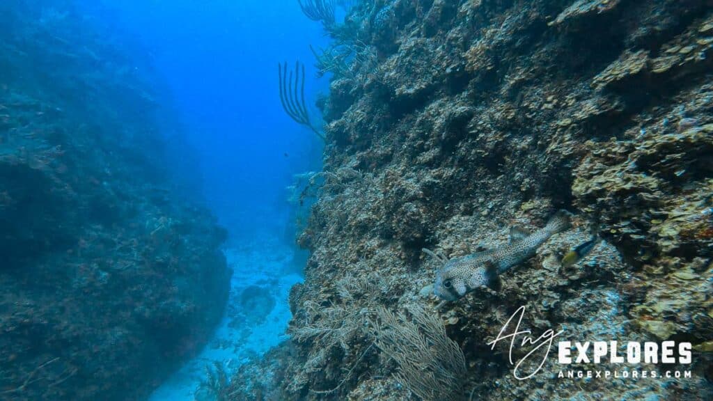 porcupine fish on the belize barrier reef
