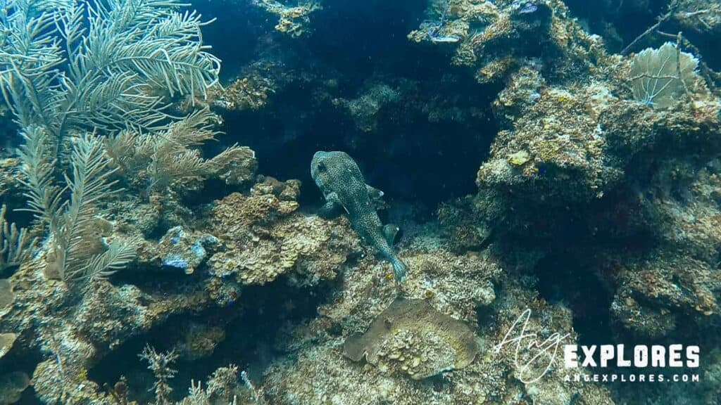porcupine fish belize