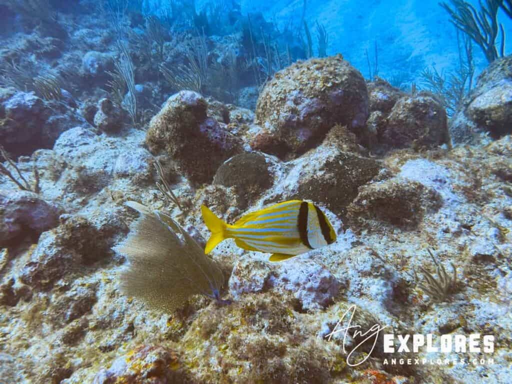 porkfish belize