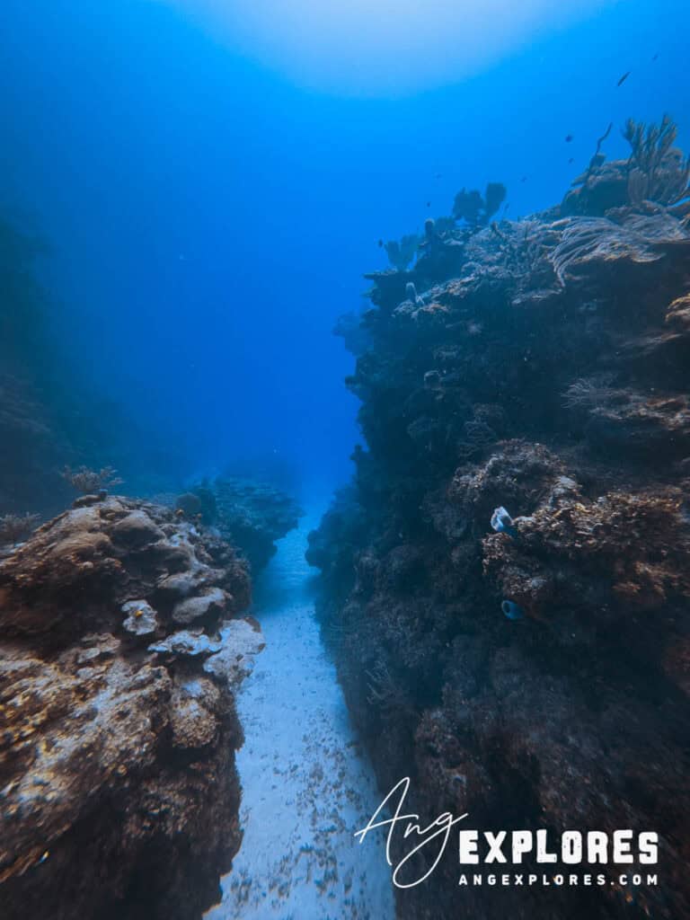 reef scene at tacklebox canyons, belize