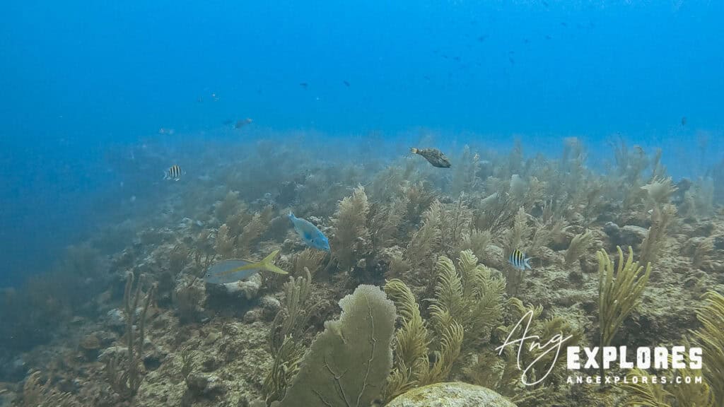 Various reef fish near Esmerelda Canyons, Belize