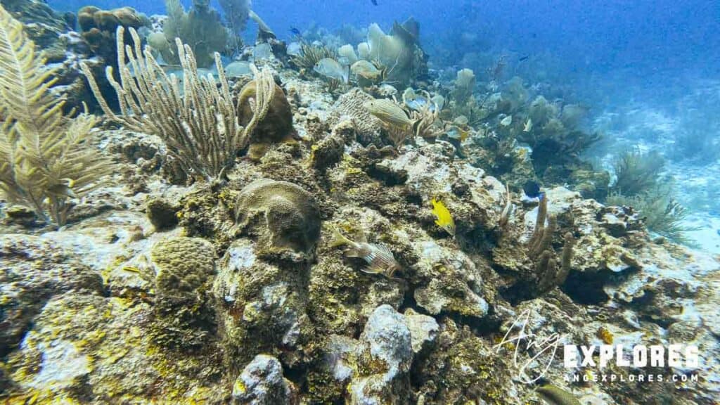 underwater landscape at tuffy canyons