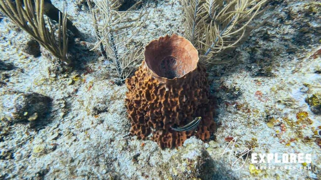 sea sponge in belize