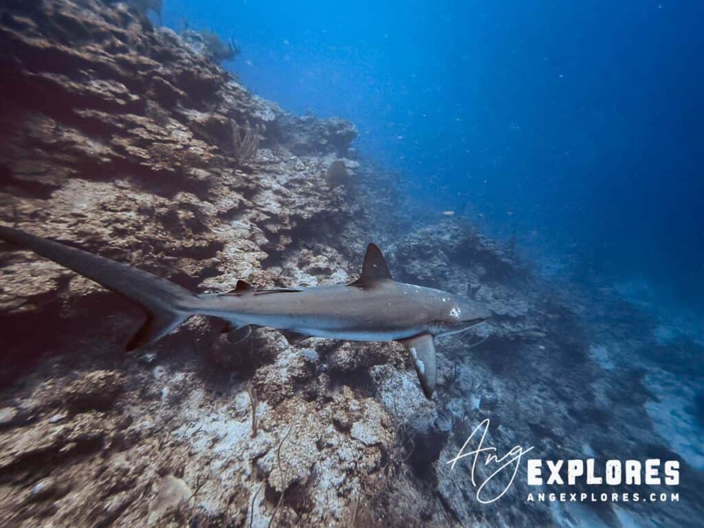 reef shark diving in Belize