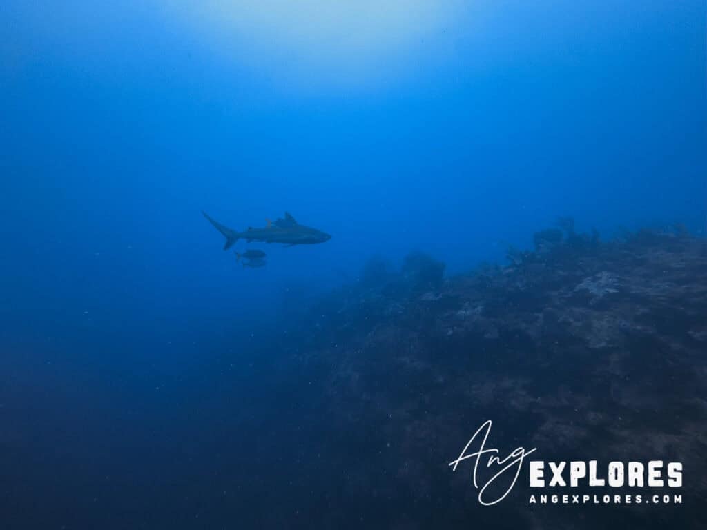 reef shark at esmerelda canyons, belize