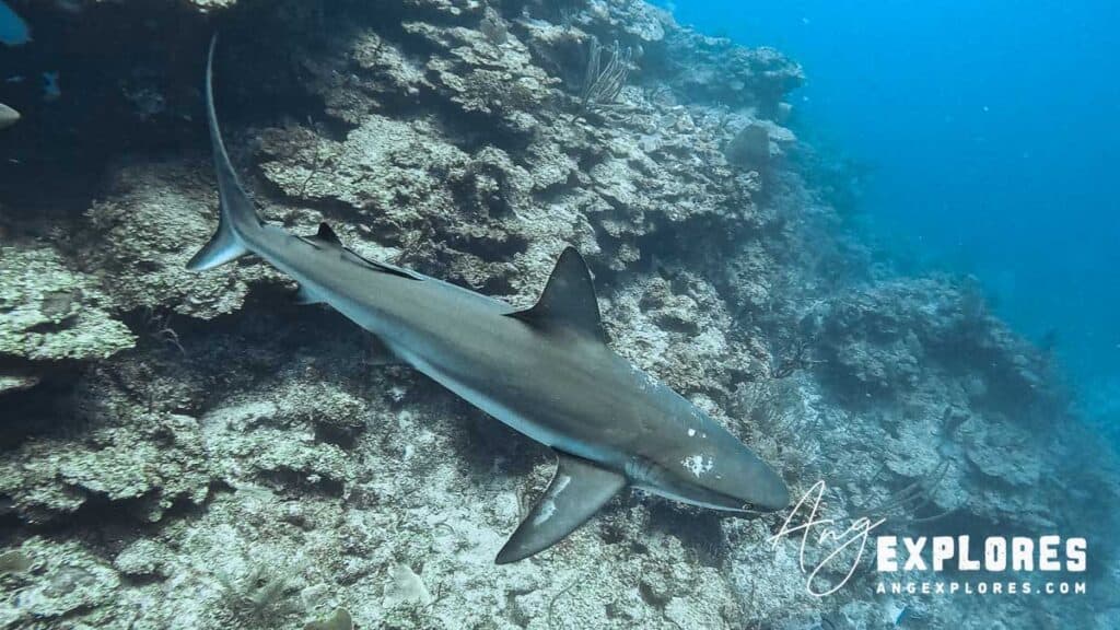 reef shark at mayan princess in belize