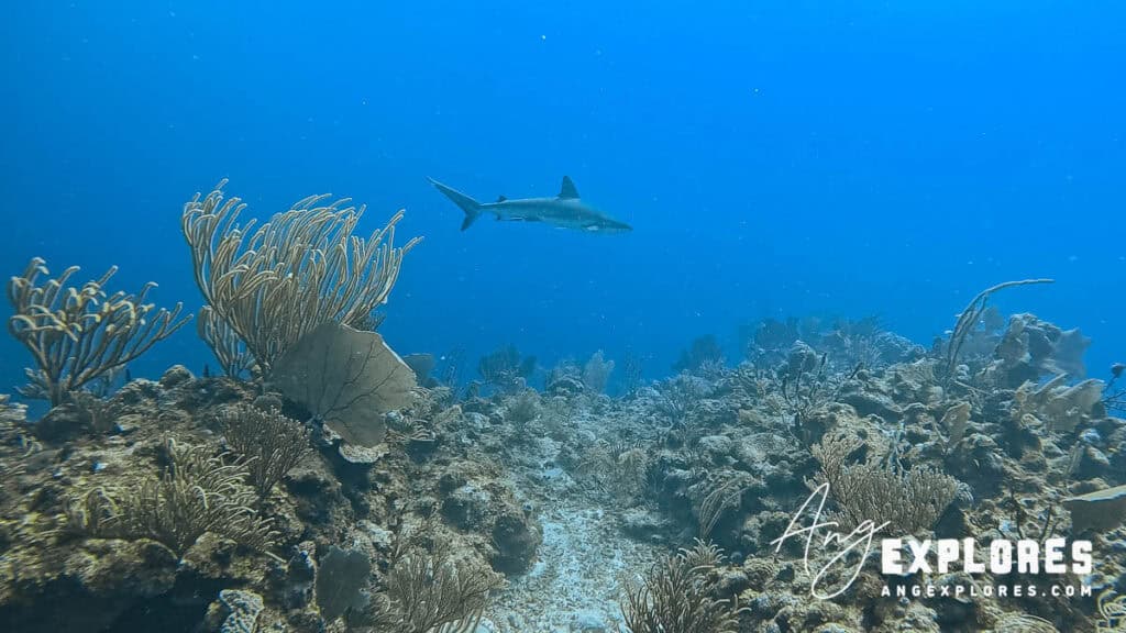 reef shark near ambergris caye