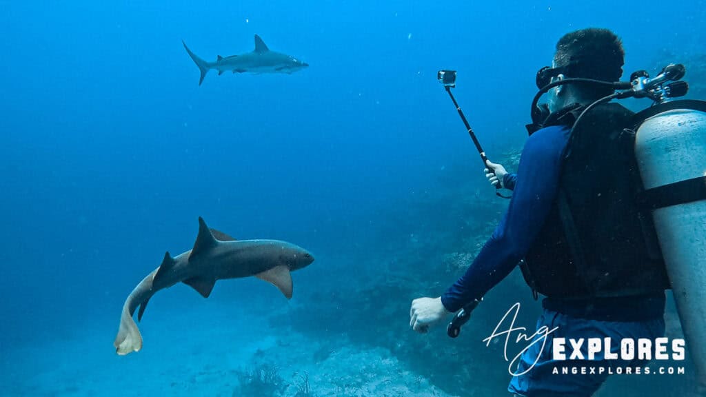 nurse and reef sharks in belize