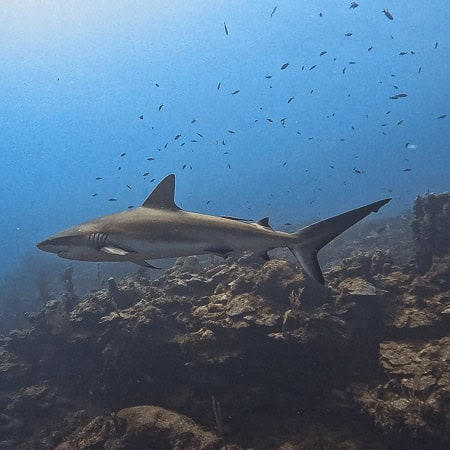 marine life on belize barrier reef