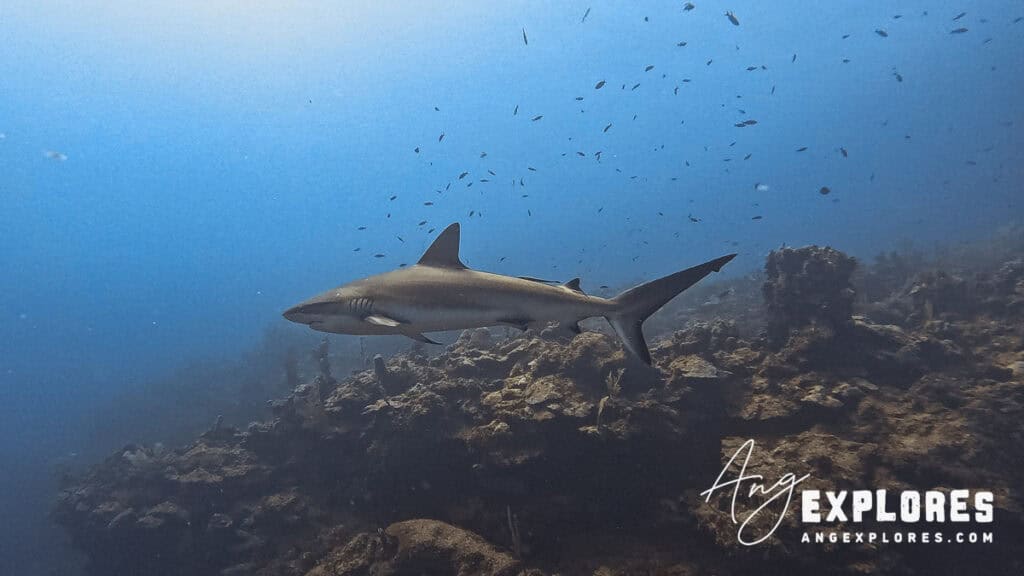 reef shark, ambergris caye, Belize