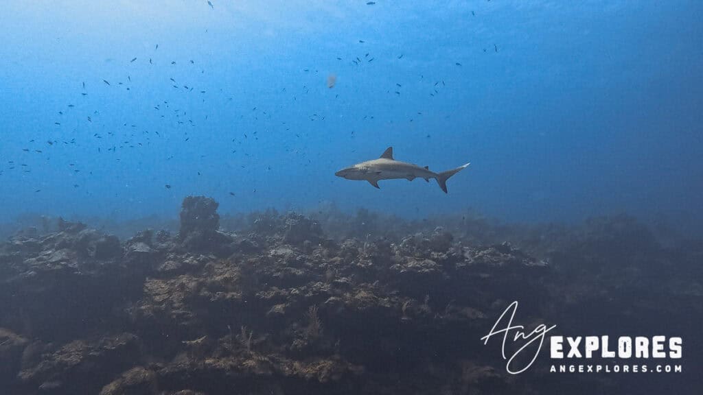 reef shark belize