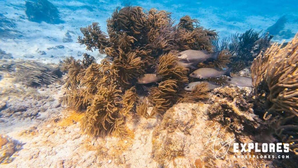 sailor's grunt in hol chan, belize