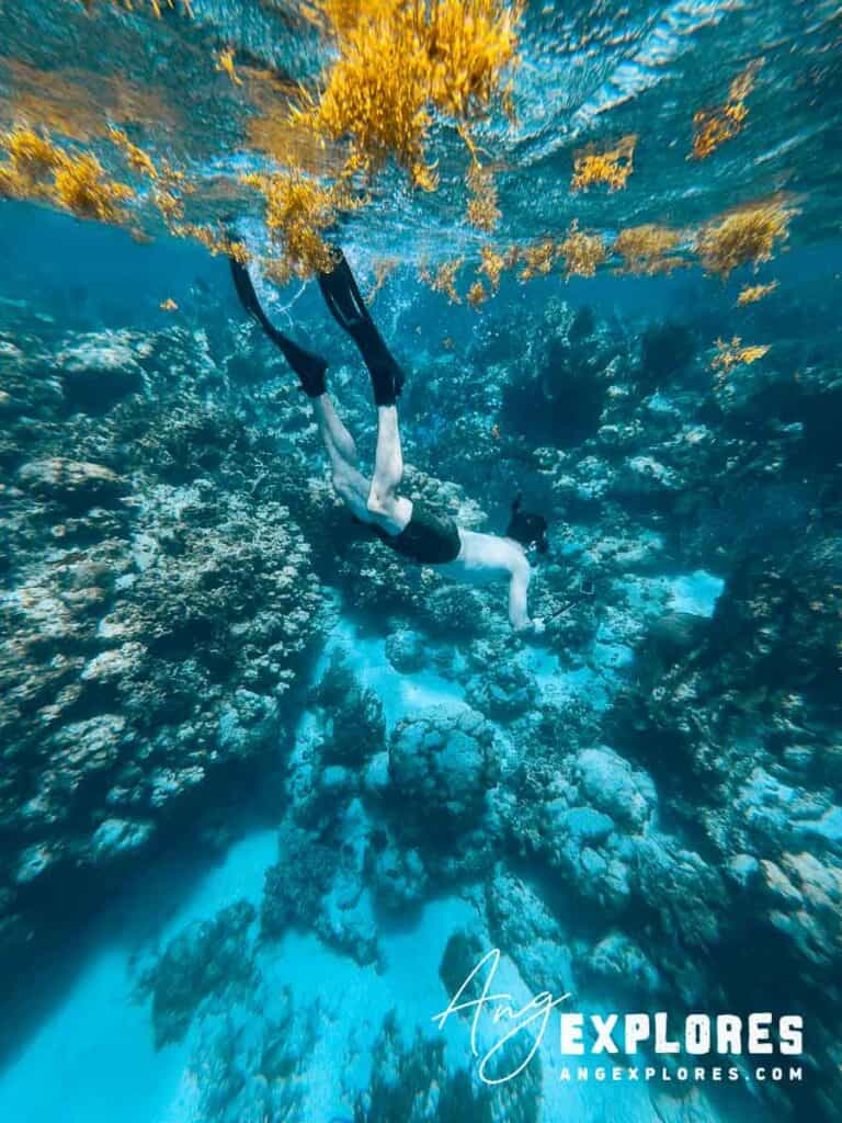 sargassum in the water at hol chan, belize
