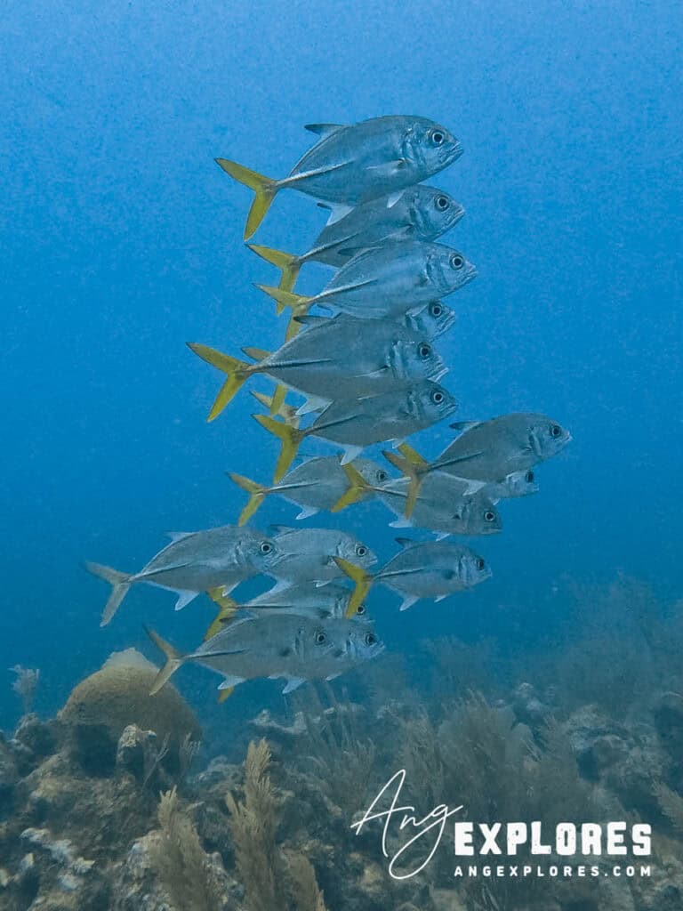 school of jacks in belize