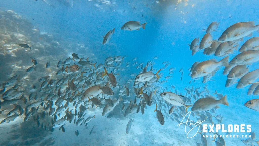 large school of horse-eye jack and dog snapper