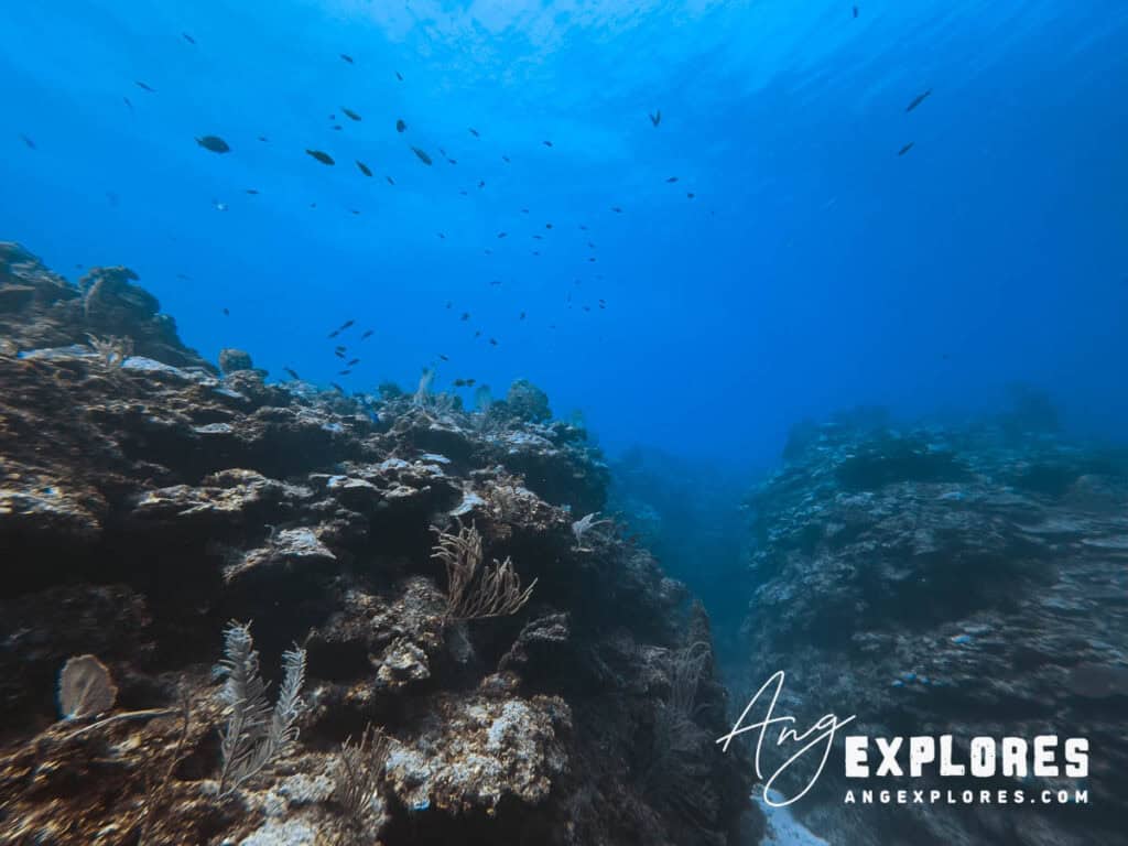 school of fish at tacklebox canyons