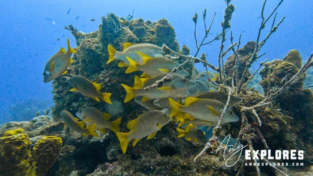 schoolmaster snapper ambergris caye