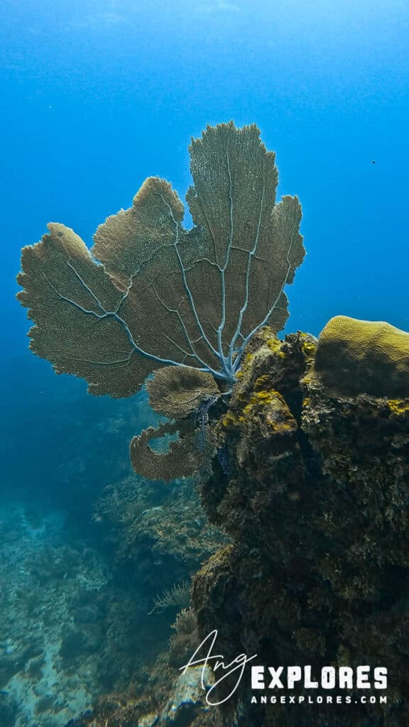 sea fan in Belize