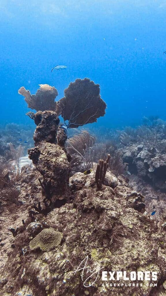 reef scene at tuffy canyons