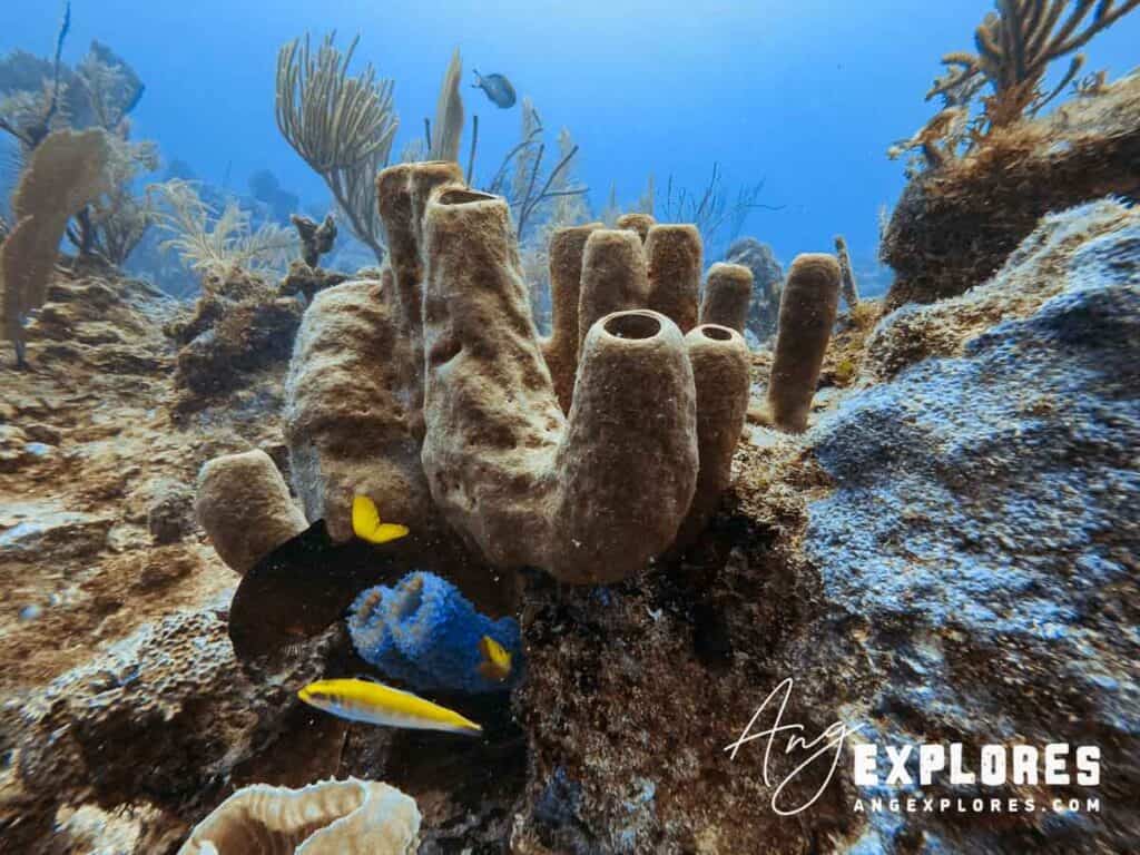 Sea Sponge at Esmerelda Canyons