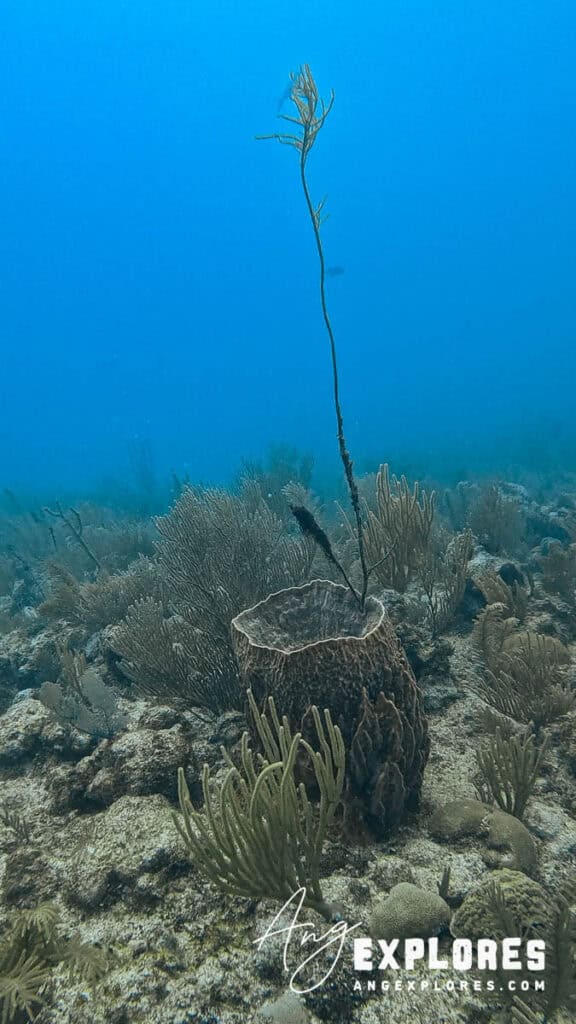sea sponge