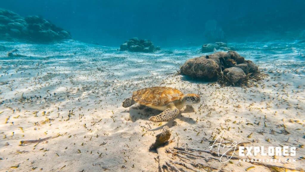 sea turtle resting at hol chan, belize