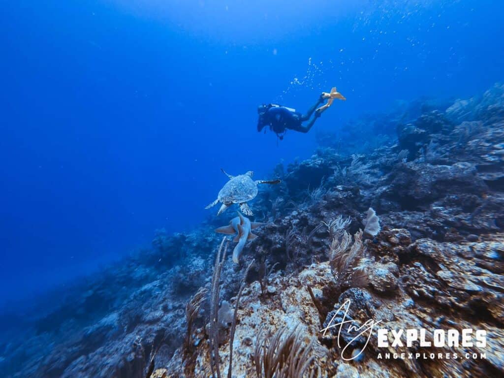 sea turtle and nurse shark approaching diver in Belize