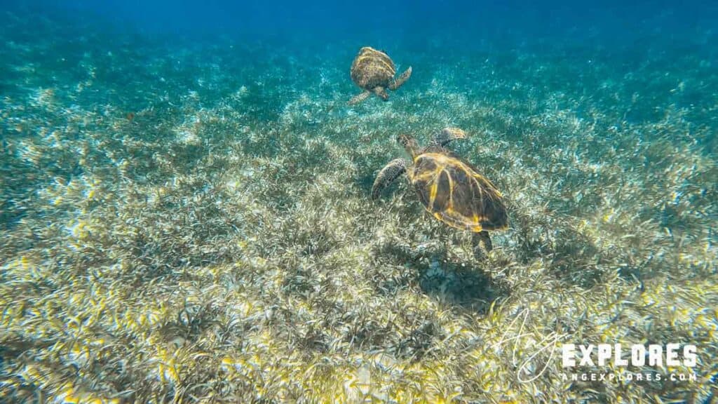 two sea turtles in belize