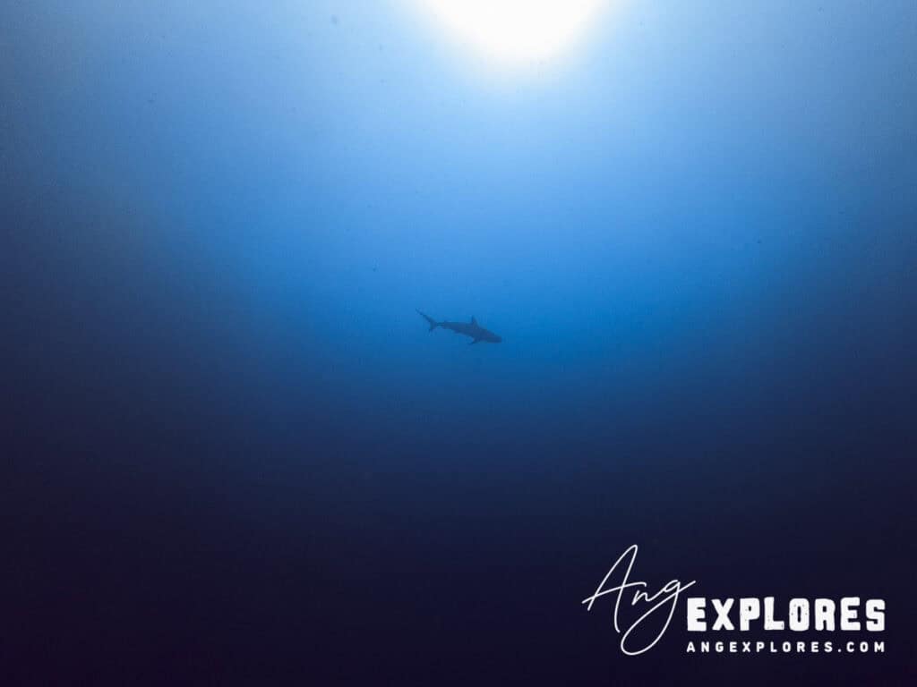 shark from below, diving in belize
