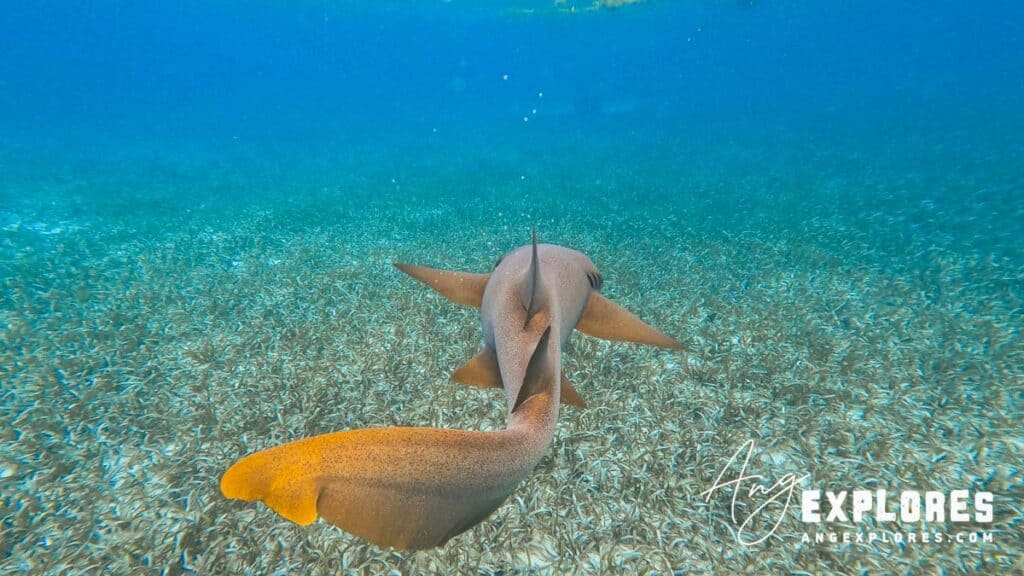 nurse shark swimming at shark ray alley