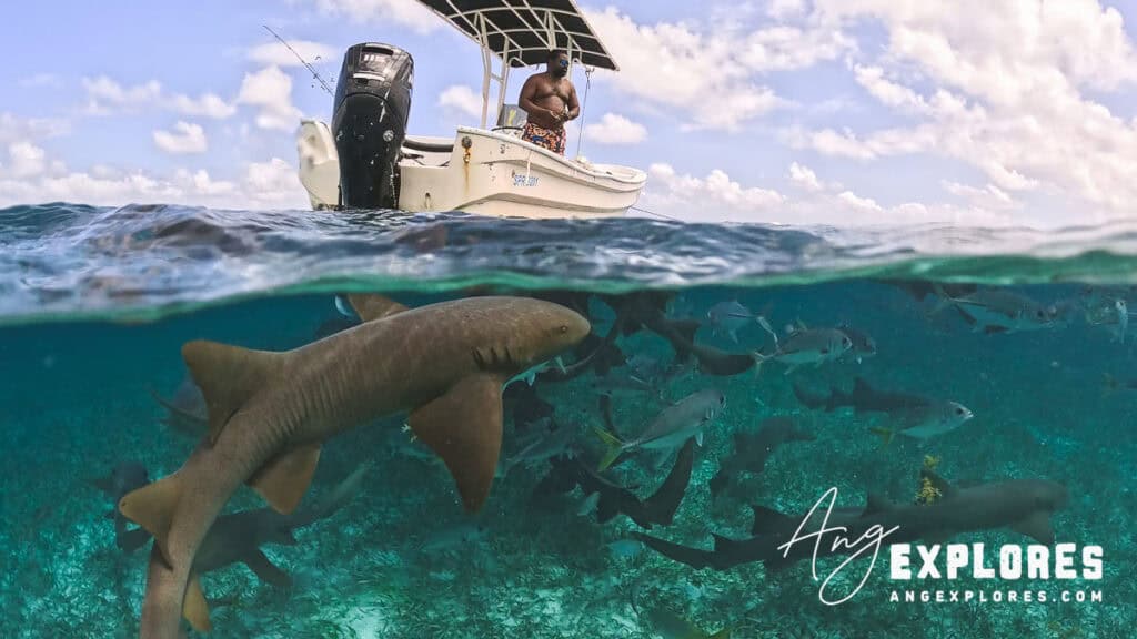 half over half under shot of nurse shark and boat