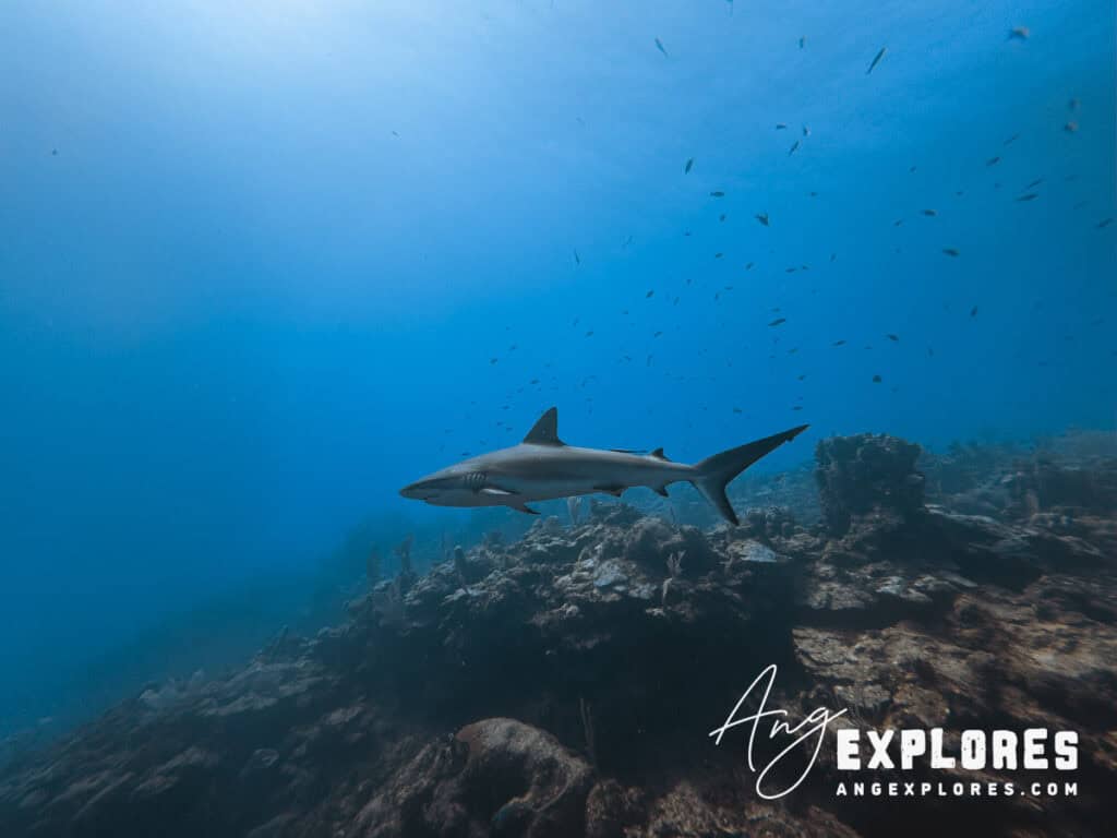 shark near ambergris caye
