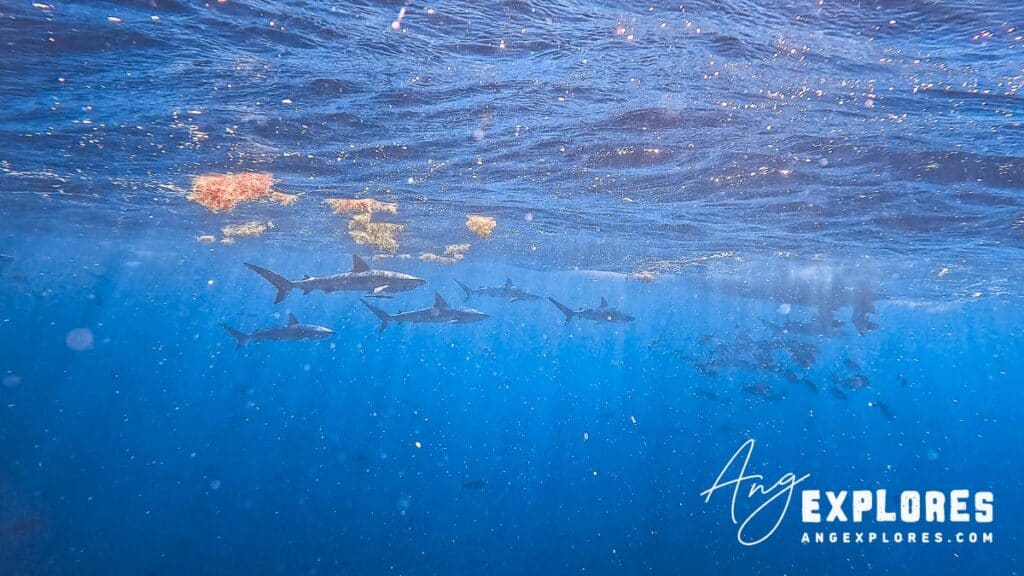 sharks on a dive in belize
