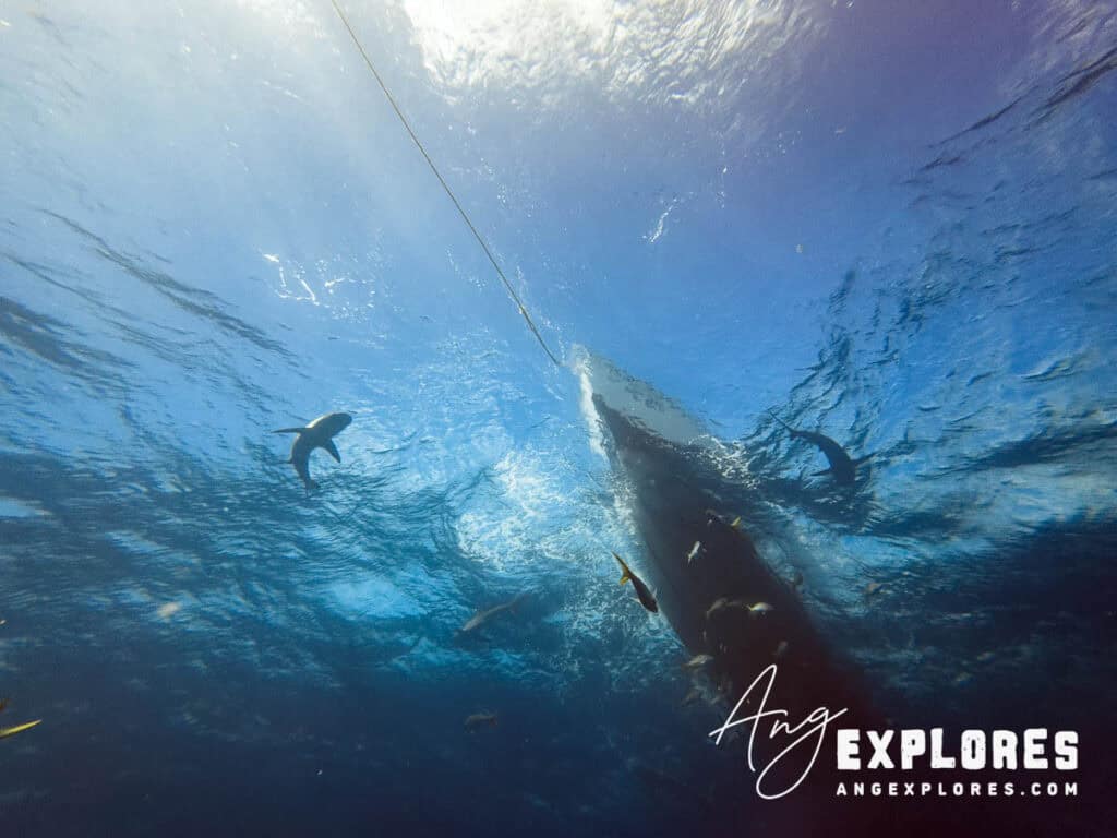 sharks circling the boat, belize
