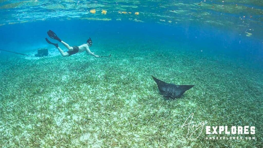 snorkeler and eagle ray at hol chan