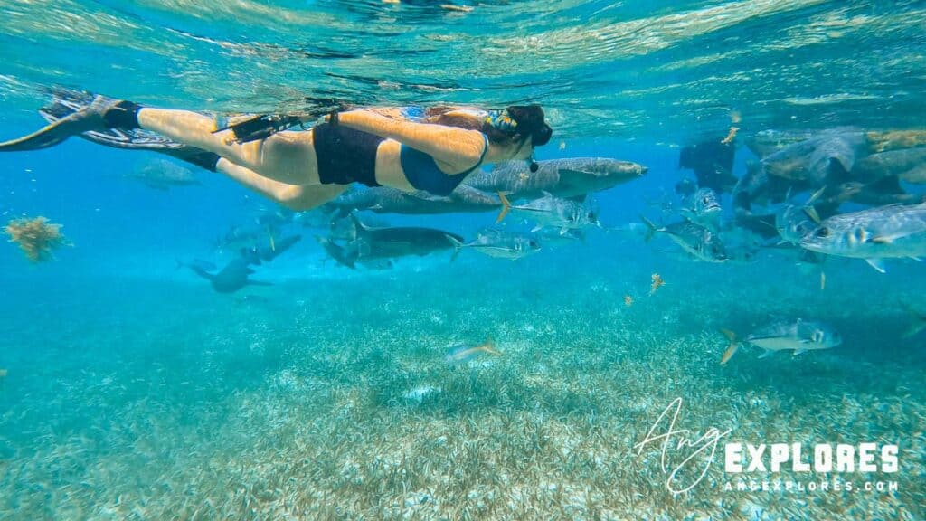 snorkeling with sharks in belize
