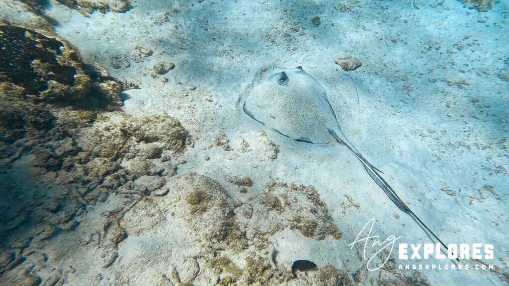 southern sting ray hiding in the sand at hol chan, belize