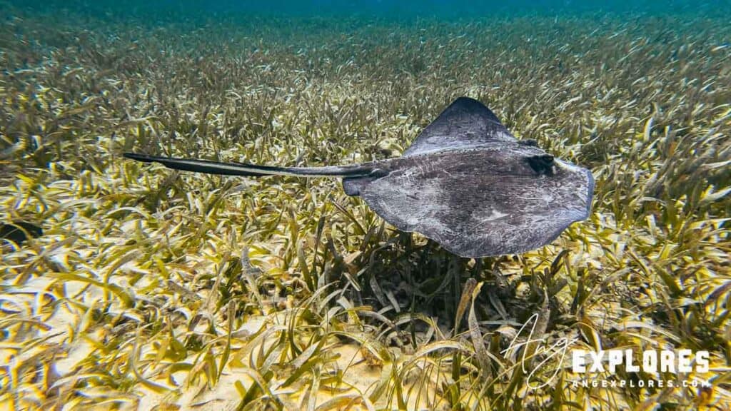 southern sting ray gliding over the seagrass