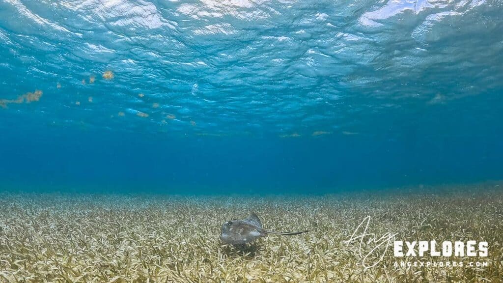 Southern stingray swimming at shark ray alley, Ambergris Caye