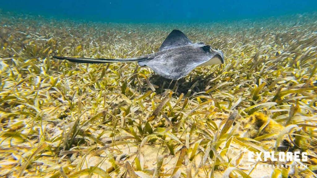 southern sting ray, belize