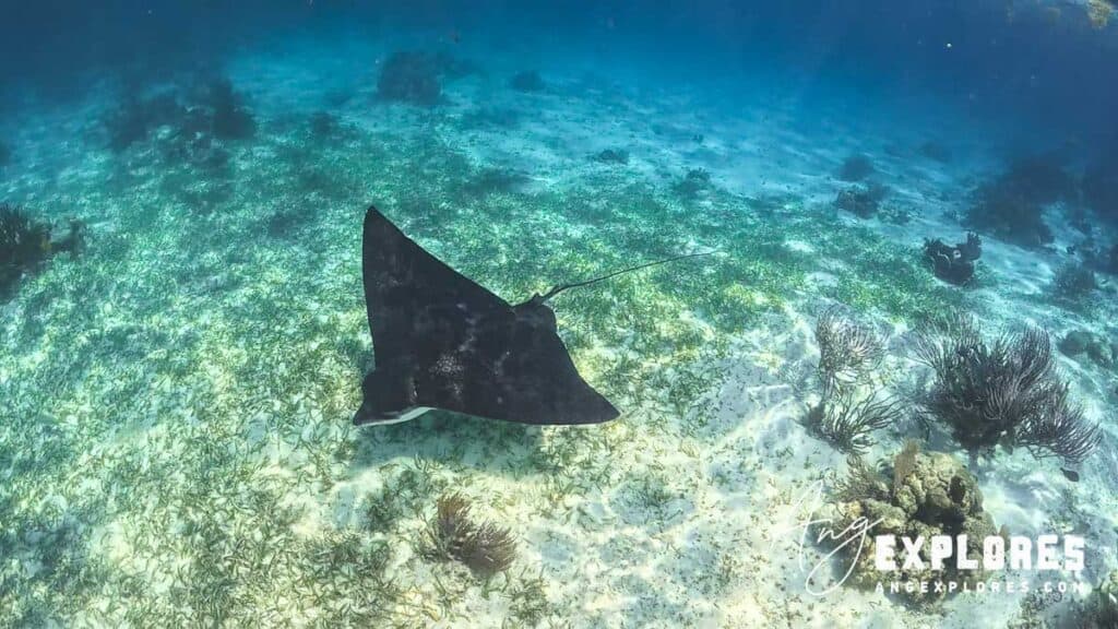 spotted eagle ray at hol chan