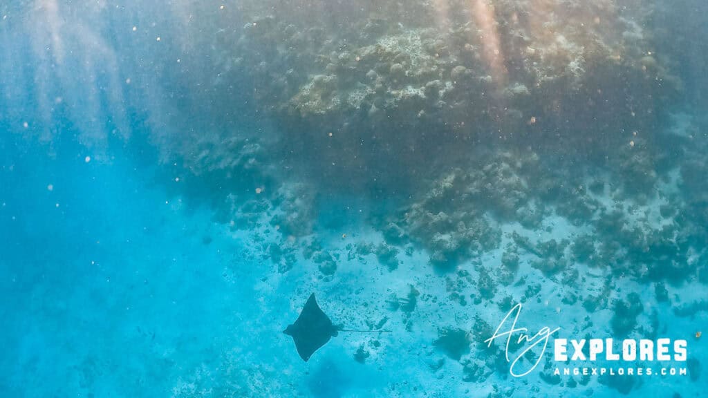 spotted eagle ray hol chan belize