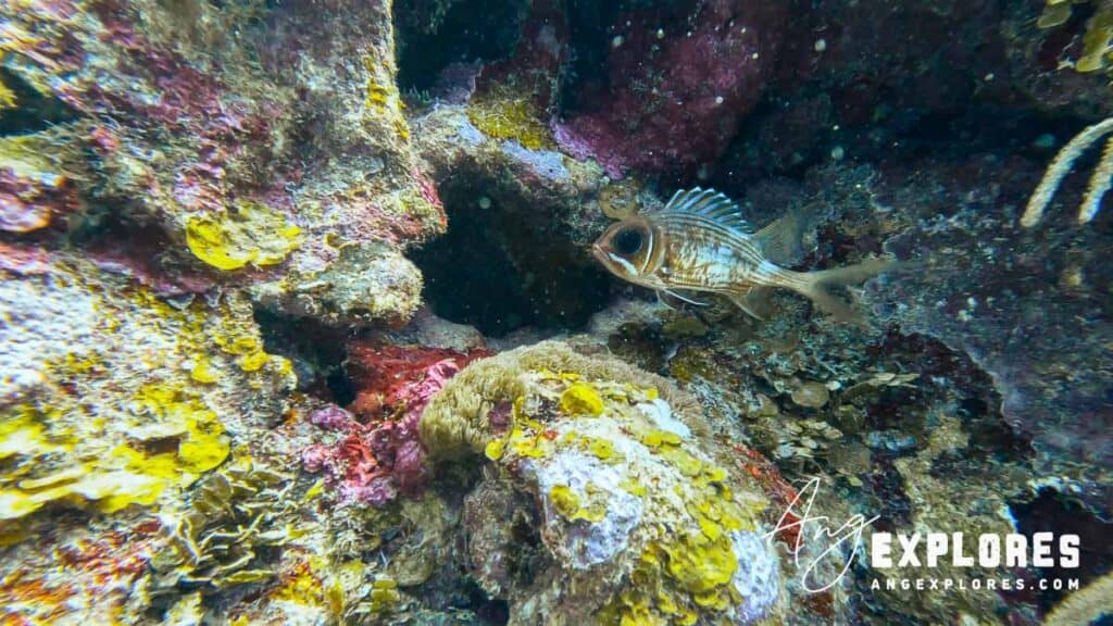 squirrelfish on dive at ambergris caye