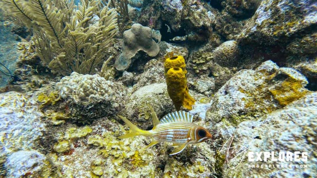 squirrelfish in belize